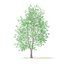 American Sweetgum 3D Model 9m