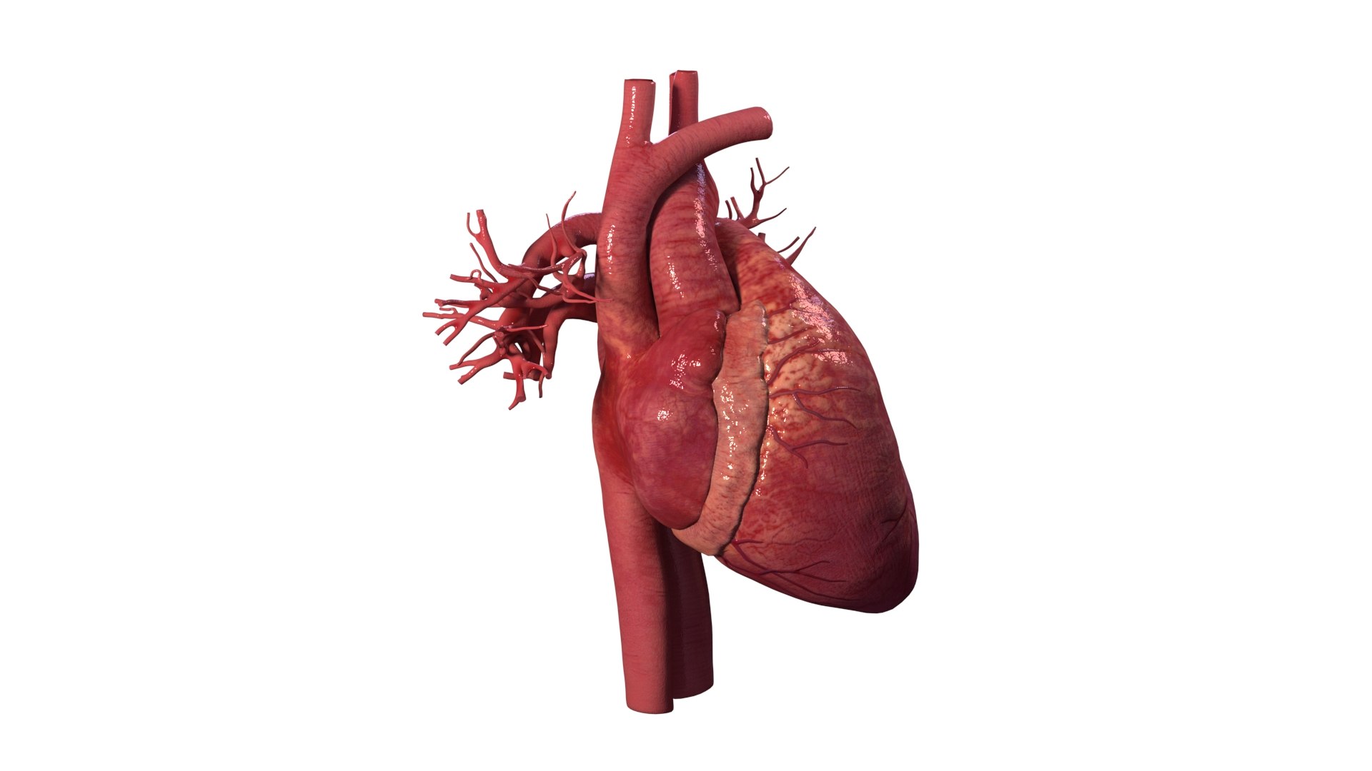 human heart animation 3D model https://p.turbosquid.com/ts-thumb/3W/l8AaN1/2Kbhx9Xk/heart_3/jpg/1584896979/1920x1080/fit_q87/8e73759d91843a4a813b18de7d8512efdca3c484/heart_3.jpg