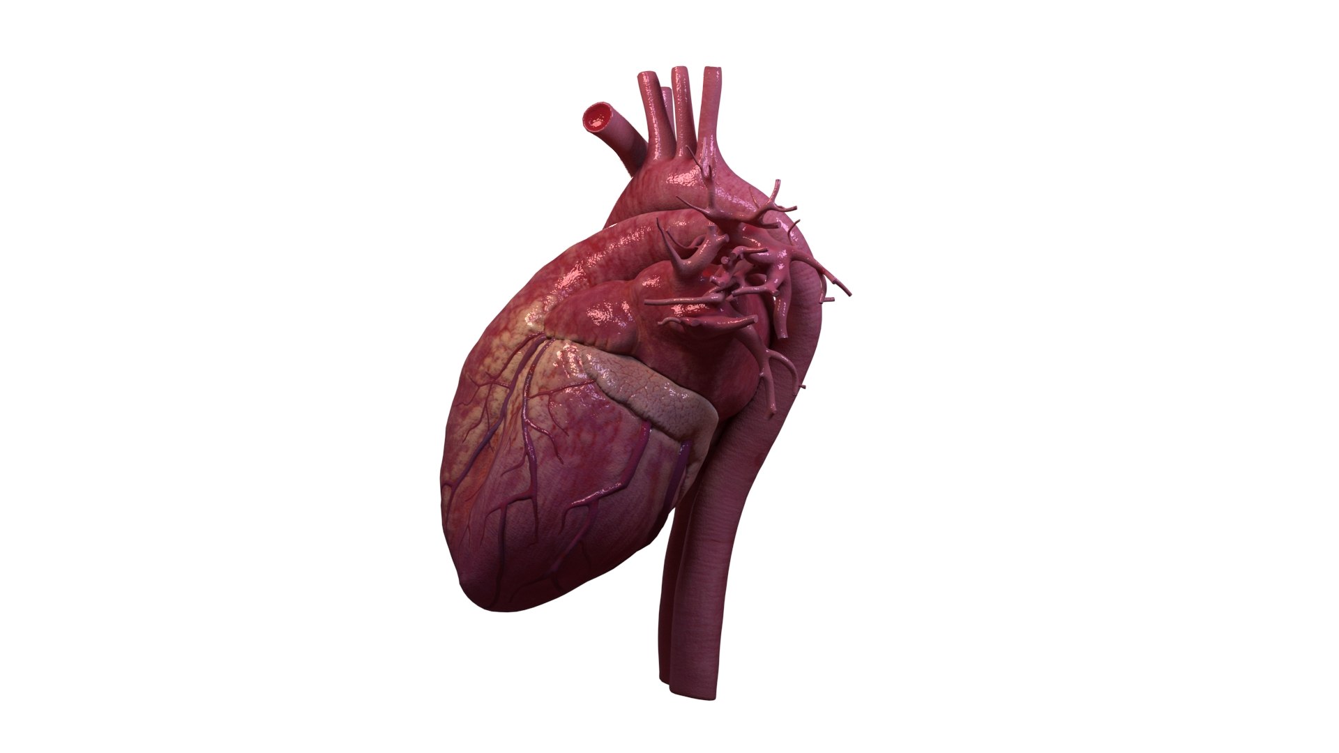 Human Heart Animation 3D Model - TurboSquid 1473267