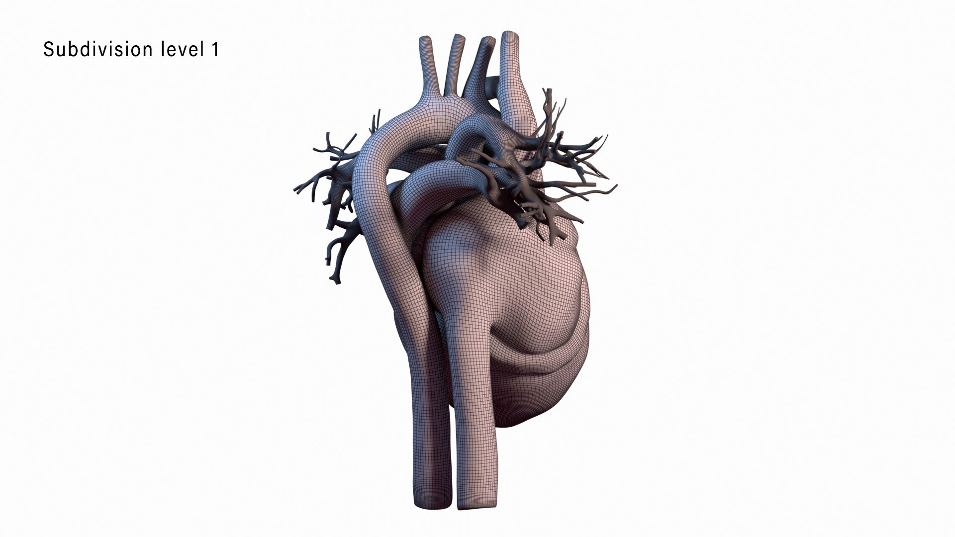 human heart animation 3D model https://p.turbosquid.com/ts-thumb/3W/l8AaN1/LiDoy0xe/wire2_level1/jpg/1585644163/1920x1080/fit_q87/911fcb884d7bba8ee4aed4abcf478b71bc685912/wire2_level1.jpg