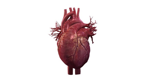 Human heart animation 3D model - TurboSquid 1473267