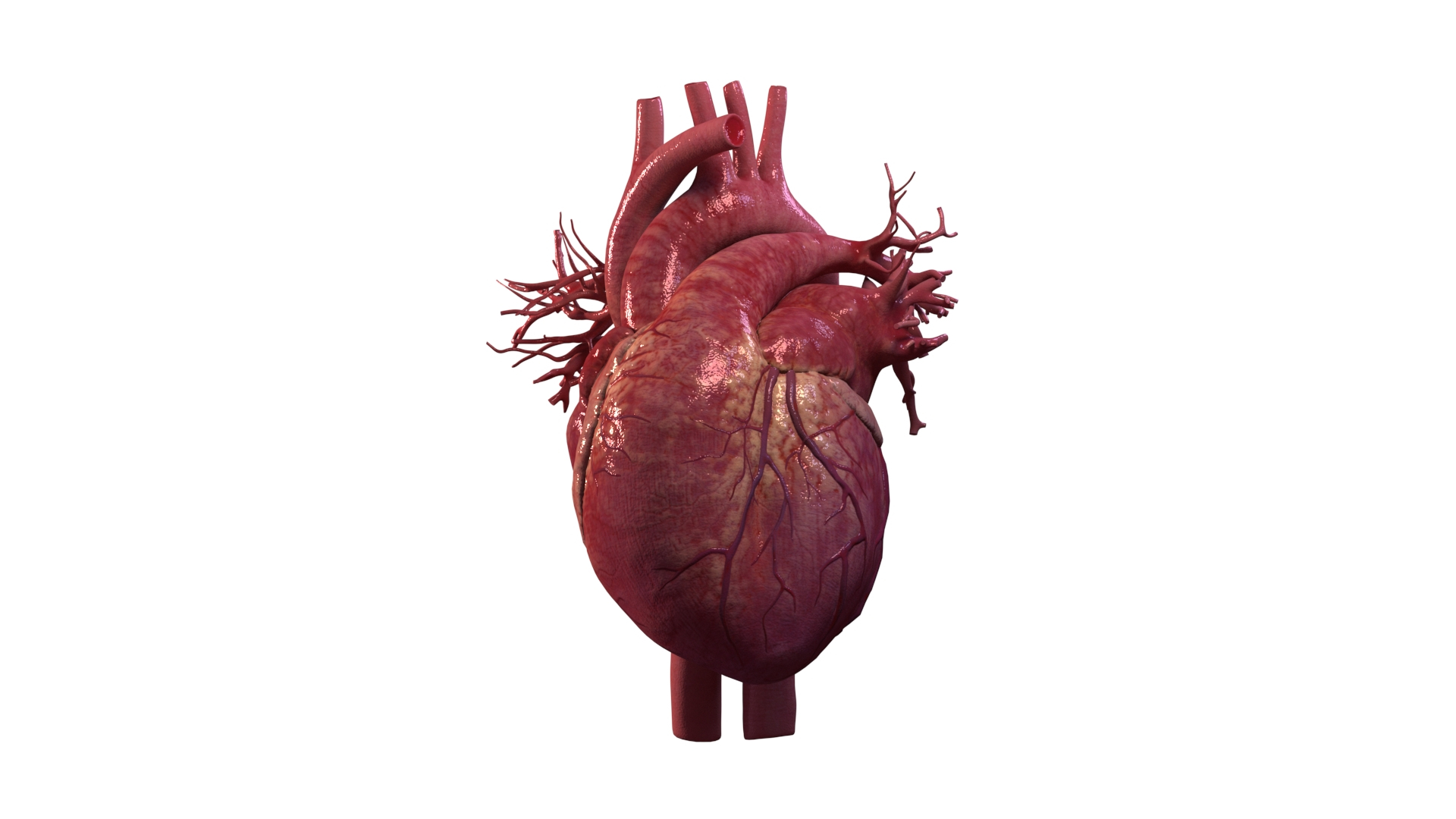 human heart animation 3D model https://p.turbosquid.com/ts-thumb/3W/l8AaN1/VNPkmkml/heart/jpg/1585718596/1920x1080/turn_fit_q99/cd5a3a5d5775303e16caeeb260730bbfa2680688/heart-1.jpg