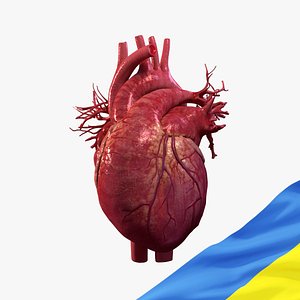 human heart animation 3D model
