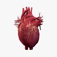 Animated Scanned Human Heart