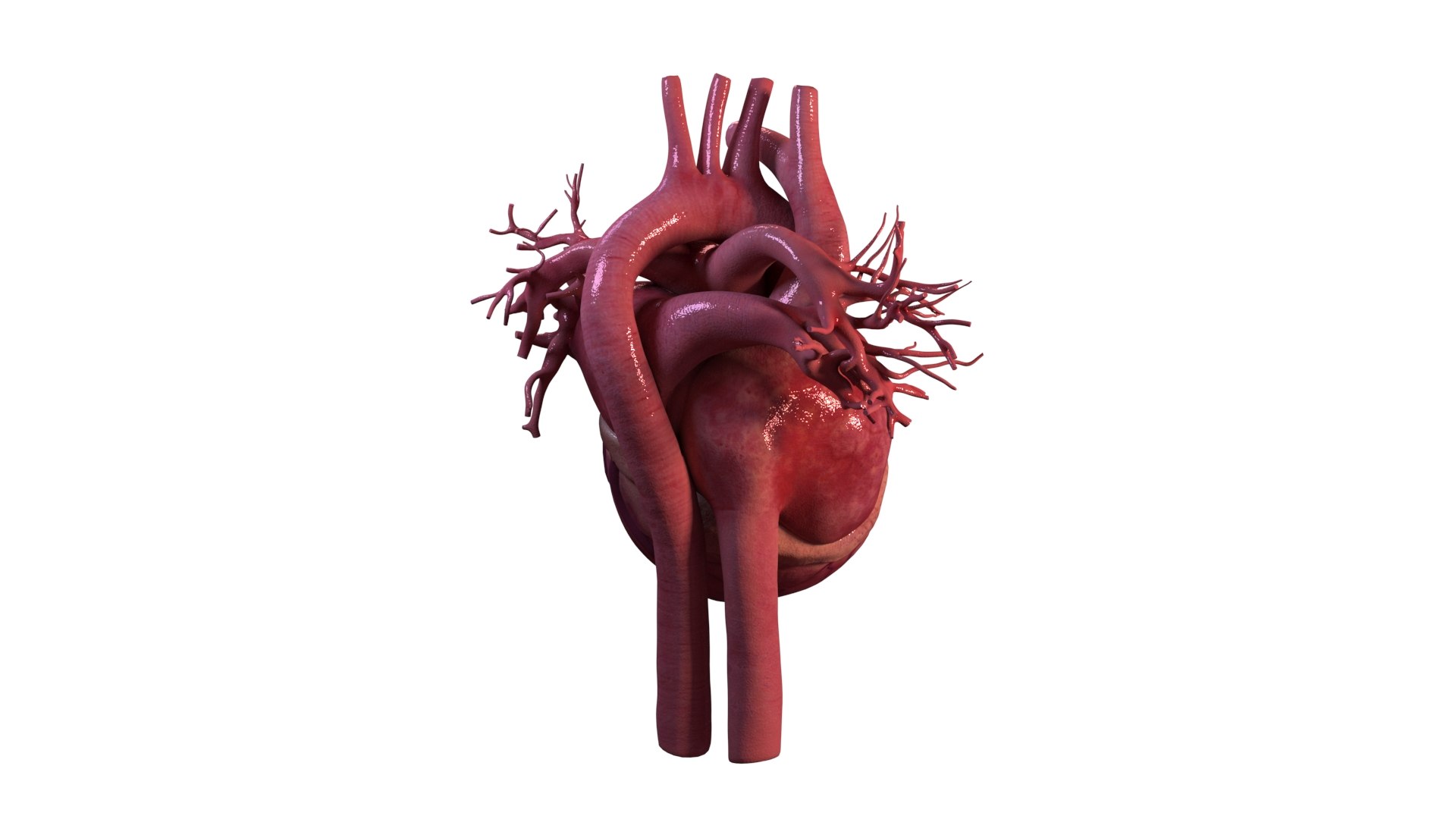 human heart animation 3D model https://p.turbosquid.com/ts-thumb/3W/l8AaN1/peTZAfSY/heart_4/jpg/1584897461/1920x1080/fit_q87/3b8279aacebc8d0169598da0349b86af1fa65644/heart_4.jpg