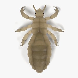3d model male louse