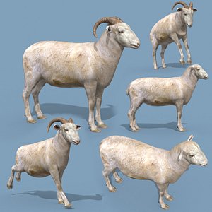 Top Ram and Sheep 8K - 3d animated 3D model
