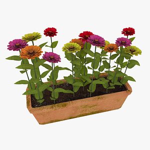 Zinnia Flowers 3D