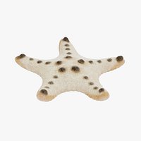 Chocolate Chip Starfish Rigged