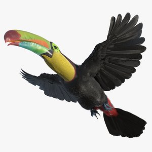 Flying Keel Billed Toucan 3D model