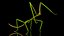 Phasmatodea Stick Insect Rigged for Modo