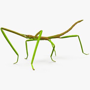 Download Free & Premium Stick Insect 3D Models | TurboSquid