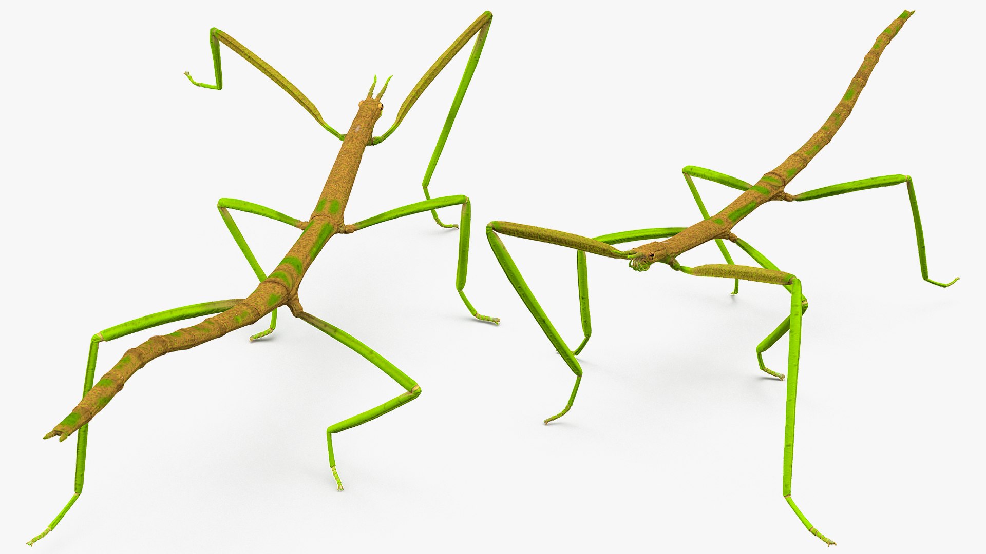 3D phasmatodea stick insect rigged https://p.turbosquid.com/ts-thumb/3X/DSi5CW/PKQNNsZi/phasmatodeastickinsectriggedc4dmodel014/jpg/1579164625/1920x1080/fit_q87/1bc8205c4353d1076f708c6141c7699a1e0f5f38/phasmatodeastickinsectriggedc4dmodel014.jpg