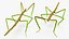 Phasmatodea Stick Insect Rigged for Modo