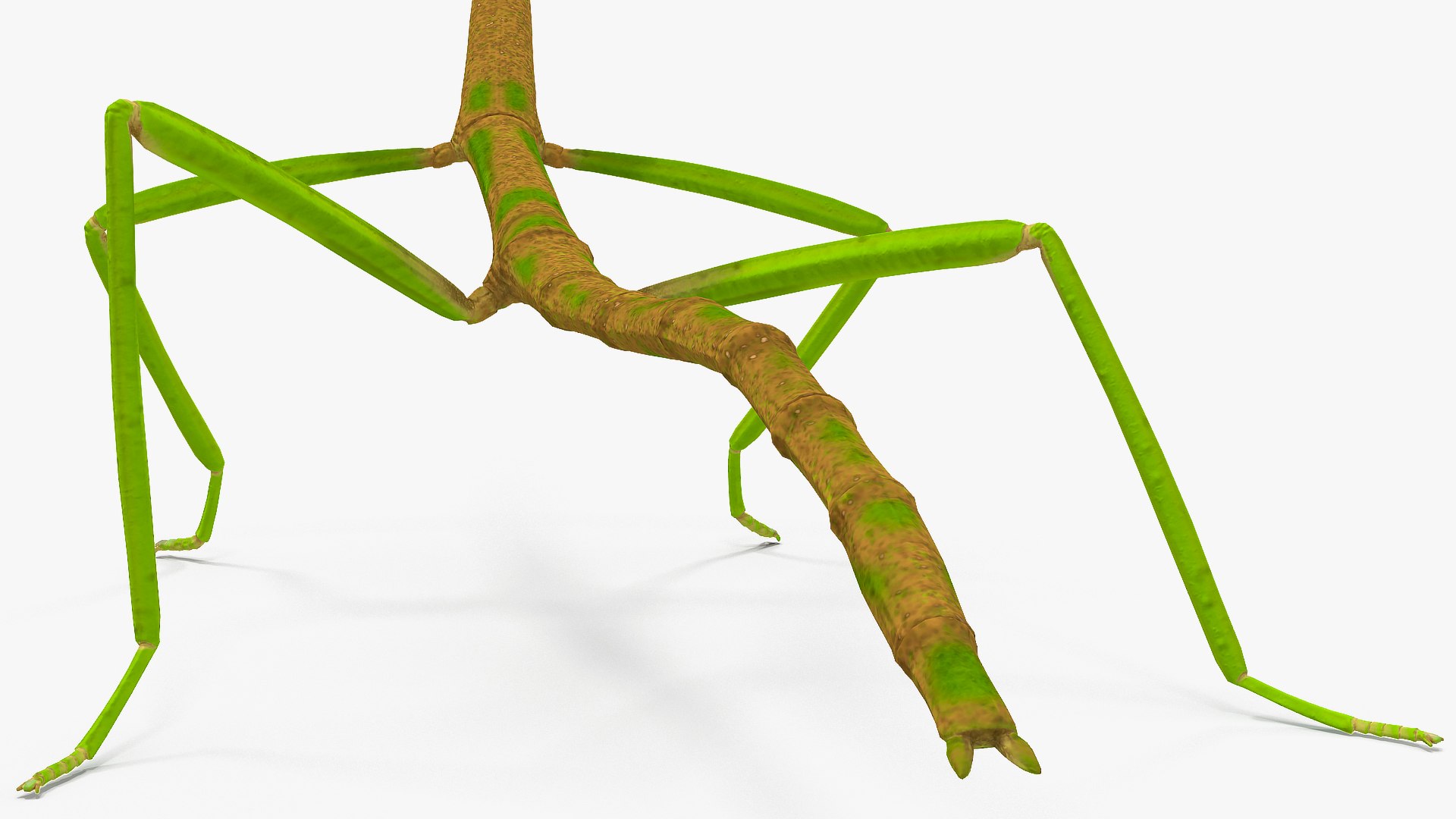3D phasmatodea stick insect rigged https://p.turbosquid.com/ts-thumb/3X/DSi5CW/WoJcRBEN/phasmatodeastickinsectriggedc4dmodel021/jpg/1579164688/1920x1080/fit_q87/fbc1bd3690c1aa11b2eec4f58d307dad3981df55/phasmatodeastickinsectriggedc4dmodel021.jpg