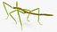 Phasmatodea Stick Insect Rigged for Modo