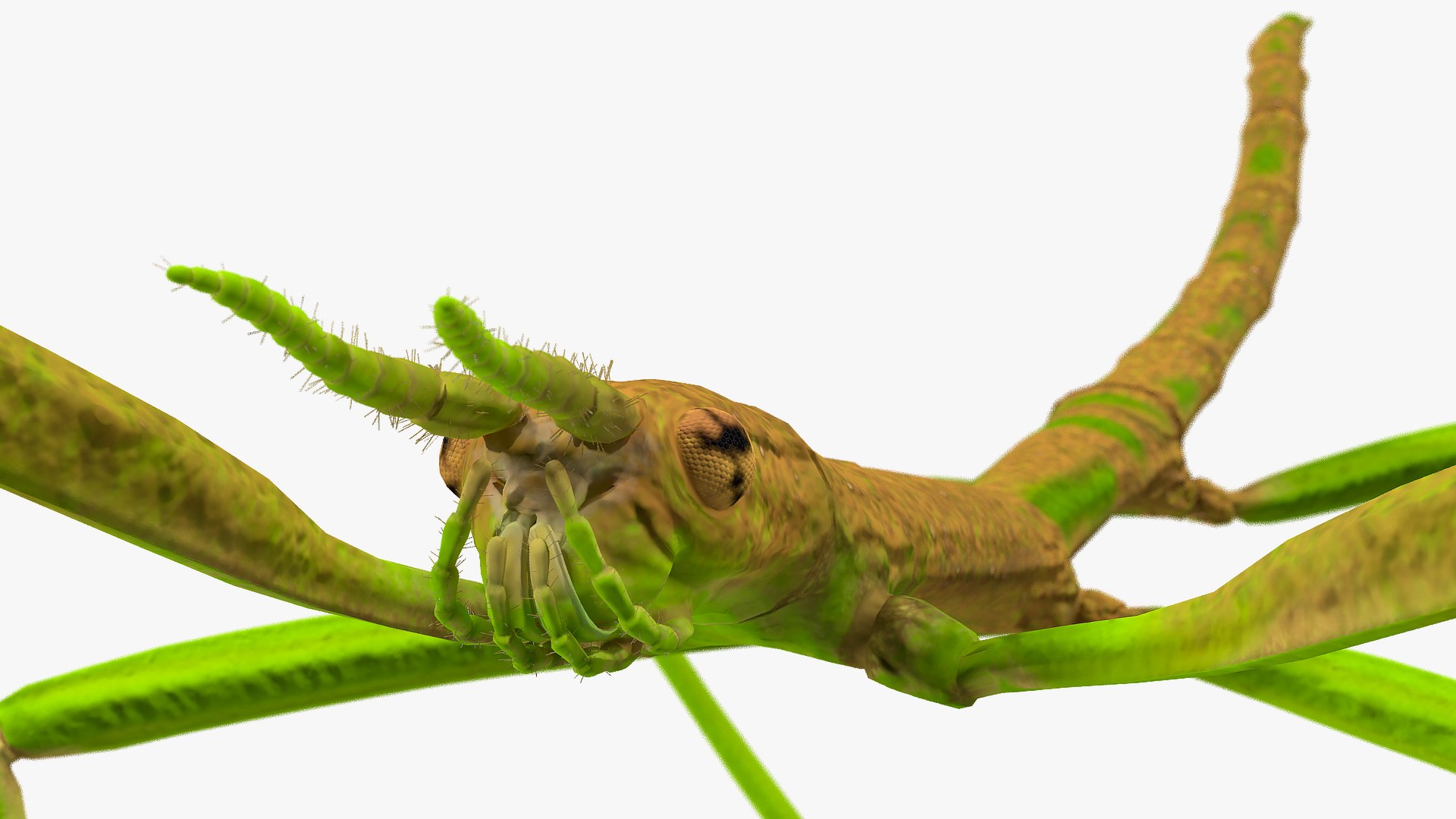 3D phasmatodea stick insect rigged https://p.turbosquid.com/ts-thumb/3X/DSi5CW/rtiC3mTC/phasmatodeastickinsectriggedc4dmodel019/jpg/1579164675/1920x1080/fit_q87/d1e7ab822f54ae65637fc2c79e29e32284bc2307/phasmatodeastickinsectriggedc4dmodel019.jpg