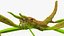 Phasmatodea Stick Insect Rigged for Modo