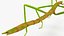 Phasmatodea Stick Insect Rigged for Modo