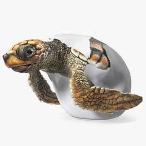 Brown Sea Turtle Hatching from the Egg
