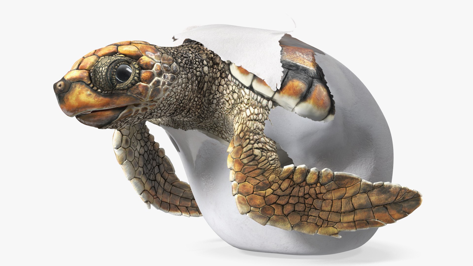 Brown Sea Turtle Hatching from the Egg 3D model preview
