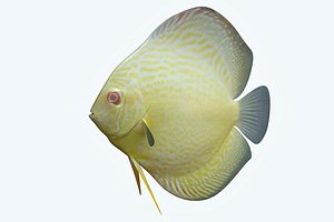 Discus Fish 9