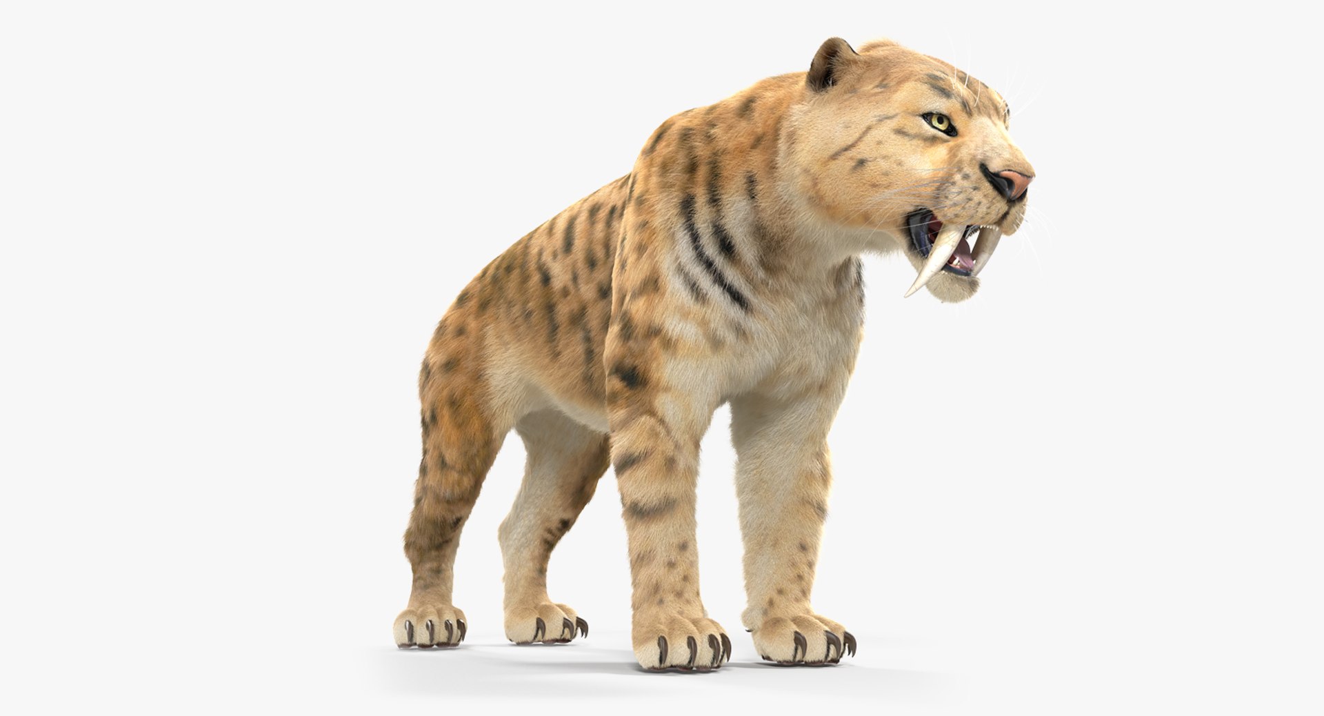 Saber Tooth Tiger with Fur 3D Model 3D model preview