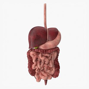 Digestive System