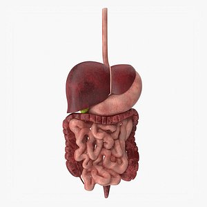 Digestive System