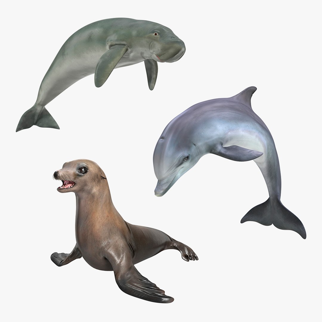 Marine Mammals Collection 2 3D model preview