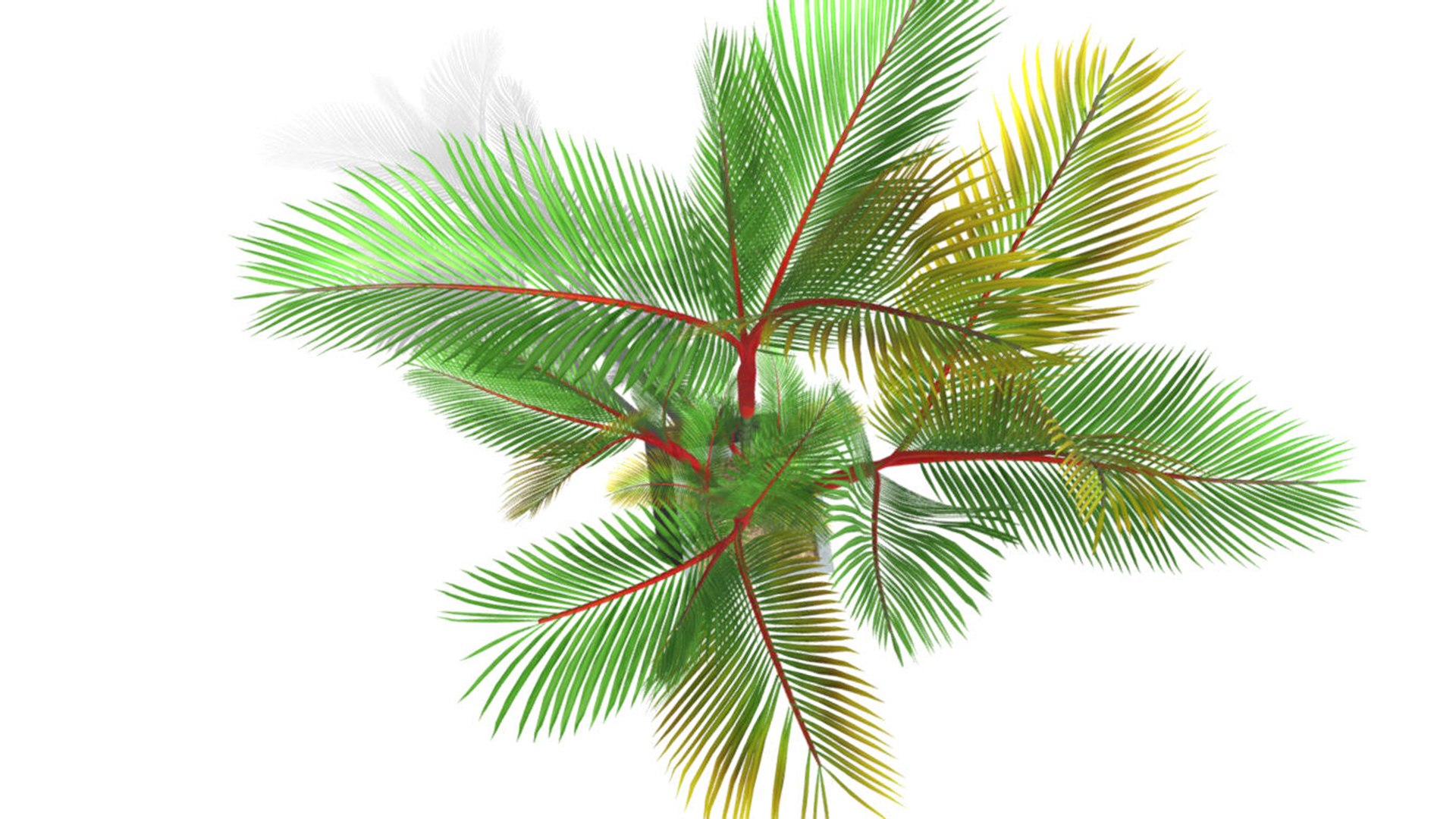 3D model plam tree https://p.turbosquid.com/ts-thumb/3X/pPBr4x/EW/im04/jpg/1715860400/1920x1080/fit_q87/9c3f65b9421fd089061e0f33c9b9cc8b005b39d8/im04.jpg