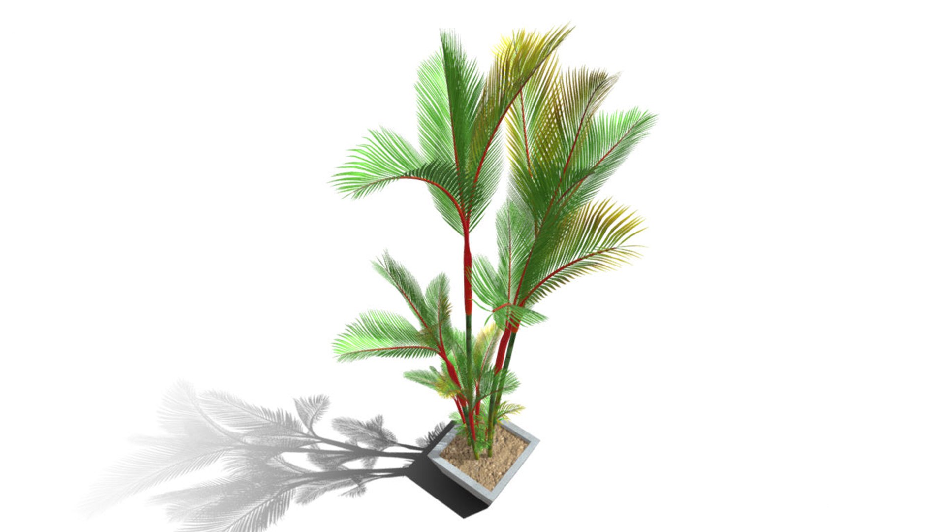 3D model plam tree https://p.turbosquid.com/ts-thumb/3X/pPBr4x/O6/im02/jpg/1715860409/1920x1080/fit_q87/5bce922004e0b905147d4c17db9f67c8572d8269/im02.jpg