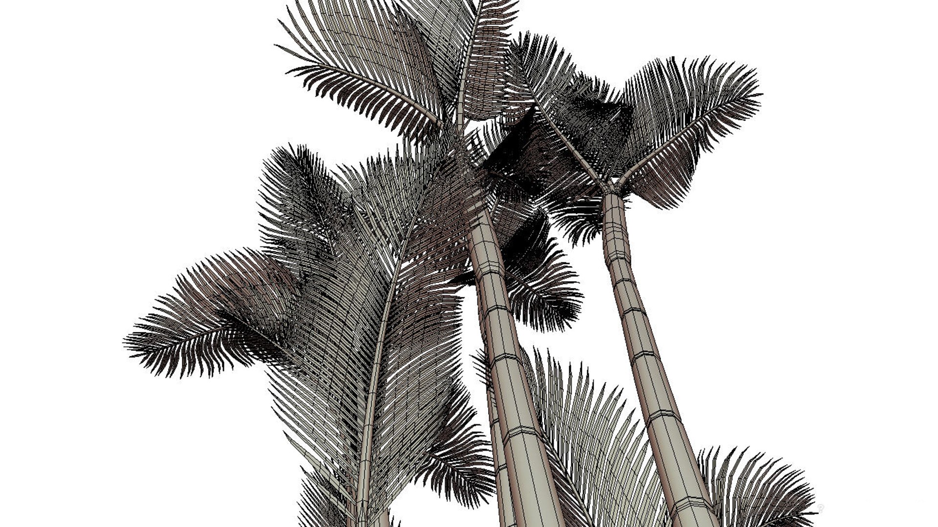 3D model plam tree https://p.turbosquid.com/ts-thumb/3X/pPBr4x/lV/im07/jpg/1715860403/1920x1080/fit_q87/7a49c63bfbe66e483d2b39c6652261144d1bbfc7/im07.jpg