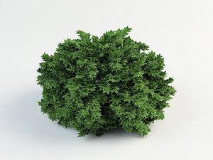 Ninebark