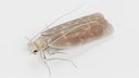 Moth