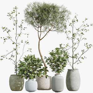AV Indoor Plants Set 271 Japandi Ficus Dracaena Marginata and Foliage Dollar Authentic Eucalyptus