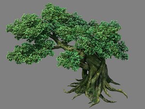 Kazlog shallow bay - tree 04