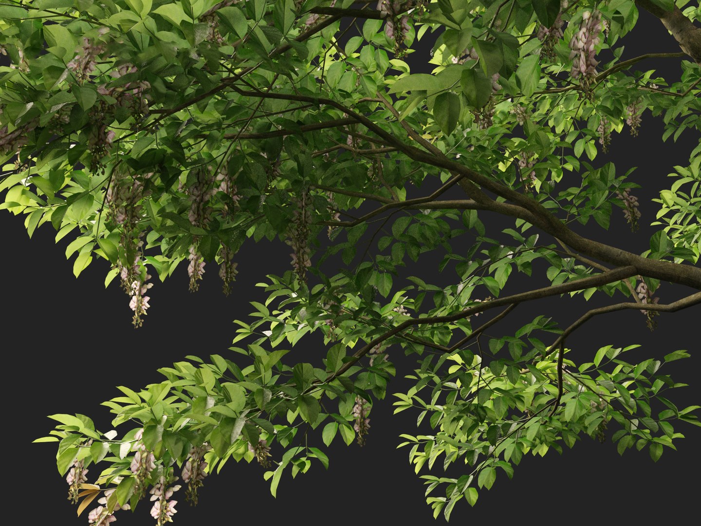 HighPolyLowPoly Millettia pinnata - Indian beech model https://p.turbosquid.com/ts-thumb/3Y/iuFI94/7N/millettiapinnata0112/jpg/1735884176/1920x1080/fit_q87/881b4713cdd34b245c28d2682ea704b50517831f/millettiapinnata0112.jpg