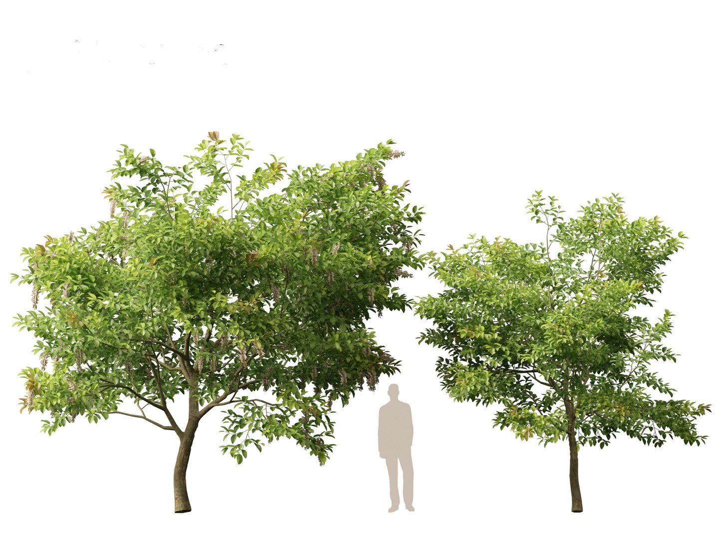 HighPolyLowPoly Millettia pinnata - Indian beech model https://p.turbosquid.com/ts-thumb/3Y/iuFI94/AZ/millettiapinnata017/jpg/1735884167/1920x1080/fit_q87/18de110e829134b3c206b98b0ca461c11533047d/millettiapinnata017.jpg