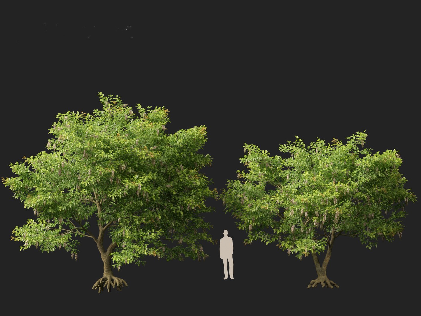HighPolyLowPoly Millettia pinnata - Indian beech model https://p.turbosquid.com/ts-thumb/3Y/iuFI94/J2/millettiapinnata016/jpg/1735884166/1920x1080/fit_q87/6f24798f0bd2d28e6690f97c0d4226ddf3cf2ac7/millettiapinnata016.jpg