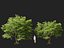 HighPolyLowPoly Millettia pinnata - Haya india