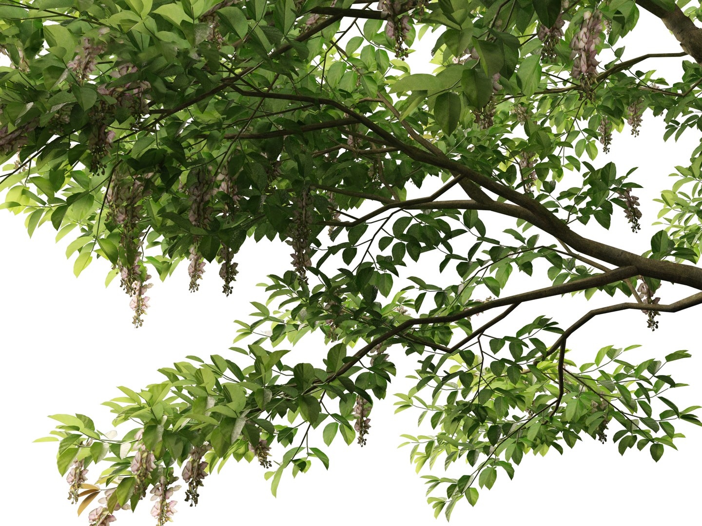 HighPolyLowPoly Millettia pinnata - Indian beech model https://p.turbosquid.com/ts-thumb/3Y/iuFI94/Xt/millettiapinnata0111/jpg/1735884175/1920x1080/fit_q87/76db45a1a6dae605d5788d5d736848886933a489/millettiapinnata0111.jpg