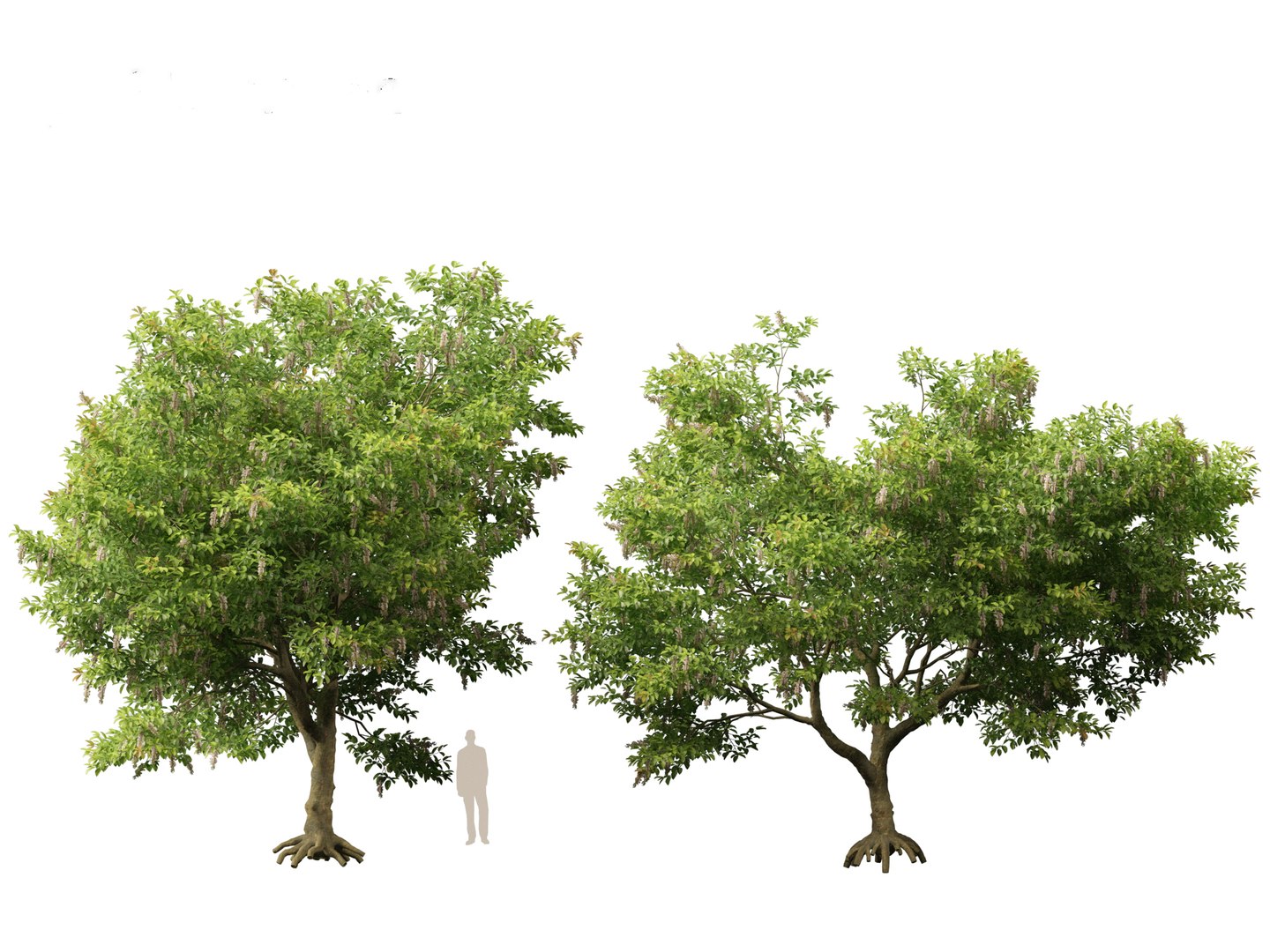 HighPolyLowPoly Millettia pinnata - Indian beech model https://p.turbosquid.com/ts-thumb/3Y/iuFI94/Y8/millettiapinnata013/jpg/1735884142/1920x1080/fit_q87/7e5f95e524ce2d2b9f3449f1ff60685117e217d1/millettiapinnata013.jpg