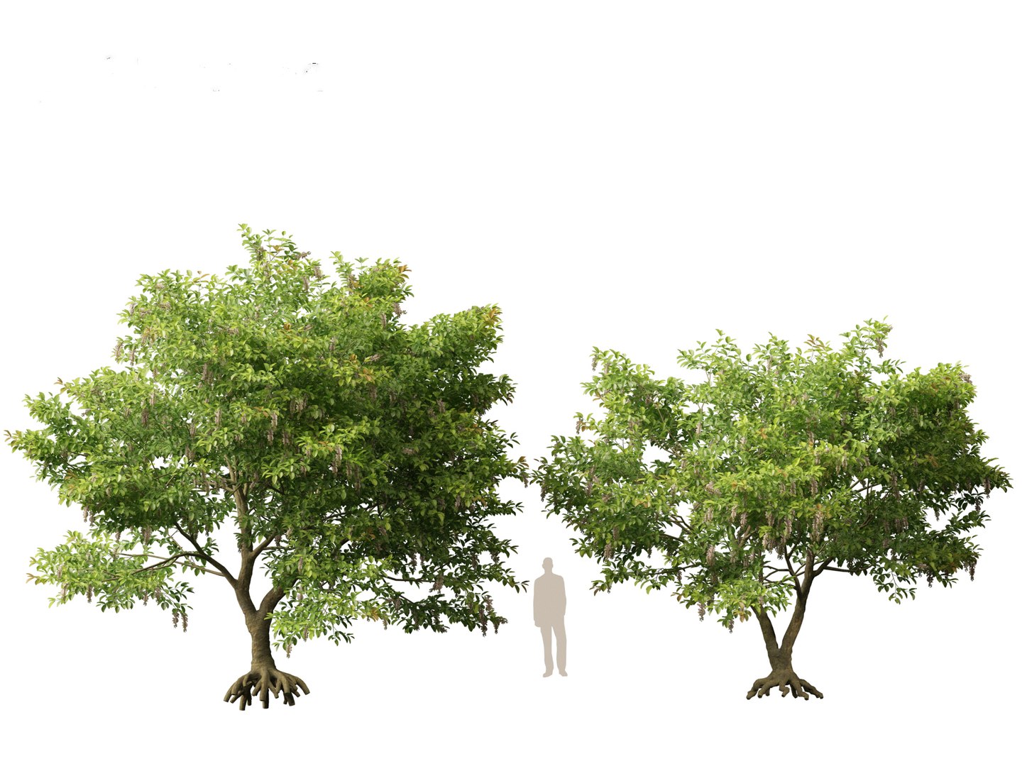 HighPolyLowPoly Millettia pinnata - Indian beech model https://p.turbosquid.com/ts-thumb/3Y/iuFI94/rG/millettiapinnata015/jpg/1735884159/1920x1080/fit_q87/163484dd2a1eb46bb92357e1435ecda87a43fc54/millettiapinnata015.jpg