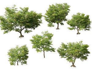 HighPolyLowPoly Millettia pinnata - Indian beech model