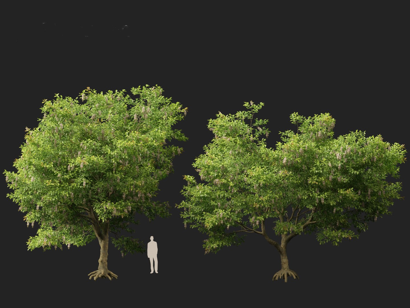 HighPolyLowPoly Millettia pinnata - Indian beech model https://p.turbosquid.com/ts-thumb/3Y/iuFI94/ww/millettiapinnata014/jpg/1735884150/1920x1080/fit_q87/c972d35dfe7ef379f67530d0067ea16d072fb769/millettiapinnata014.jpg
