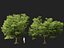 HighPolyLowPoly Millettia pinnata - Haya india