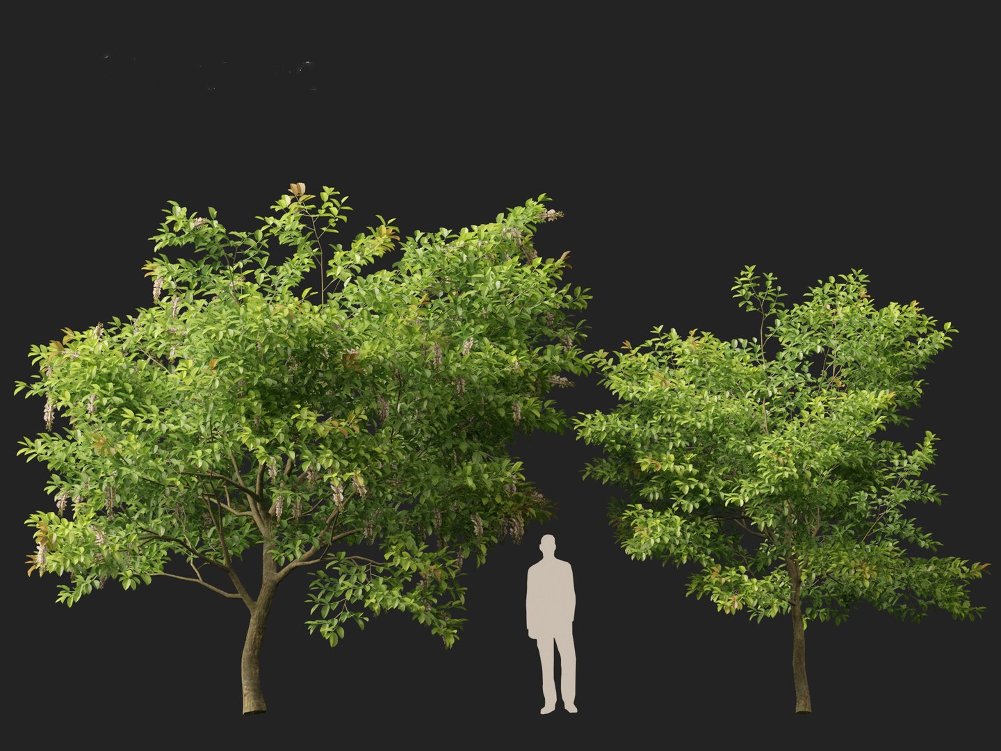 HighPolyLowPoly Millettia pinnata - Indian beech model https://p.turbosquid.com/ts-thumb/3Y/iuFI94/x5/millettiapinnata018/jpg/1735884170/1920x1080/fit_q87/865e57bcbfd0a6d25477528f632bfaf0f99a7382/millettiapinnata018.jpg