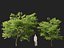 HighPolyLowPoly Millettia pinnata - Haya india