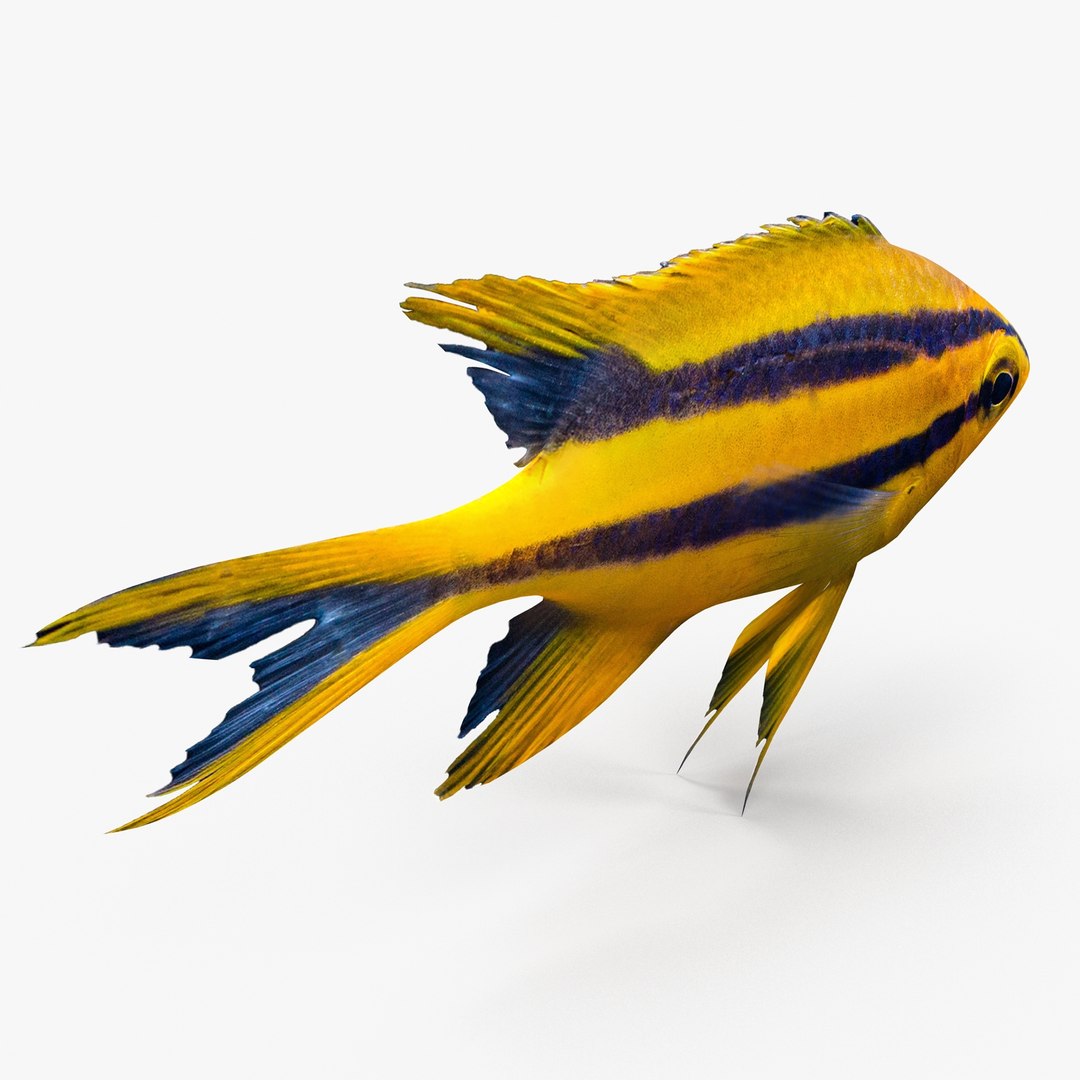 3d blackmouth bicolor chromis model https://p.turbosquid.com/ts-thumb/3Z/2nF2bO/2QHULZtJ/bicolorchromis_r0003/jpg/1472771306/1920x1080/fit_q87/3437c78b44f3e06232d0ab8b6e4cb4b6b788a073/bicolorchromis_r0003.jpg